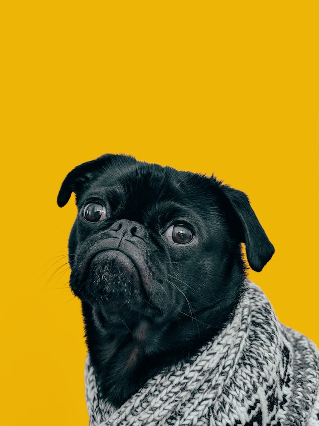 Cute Doggy